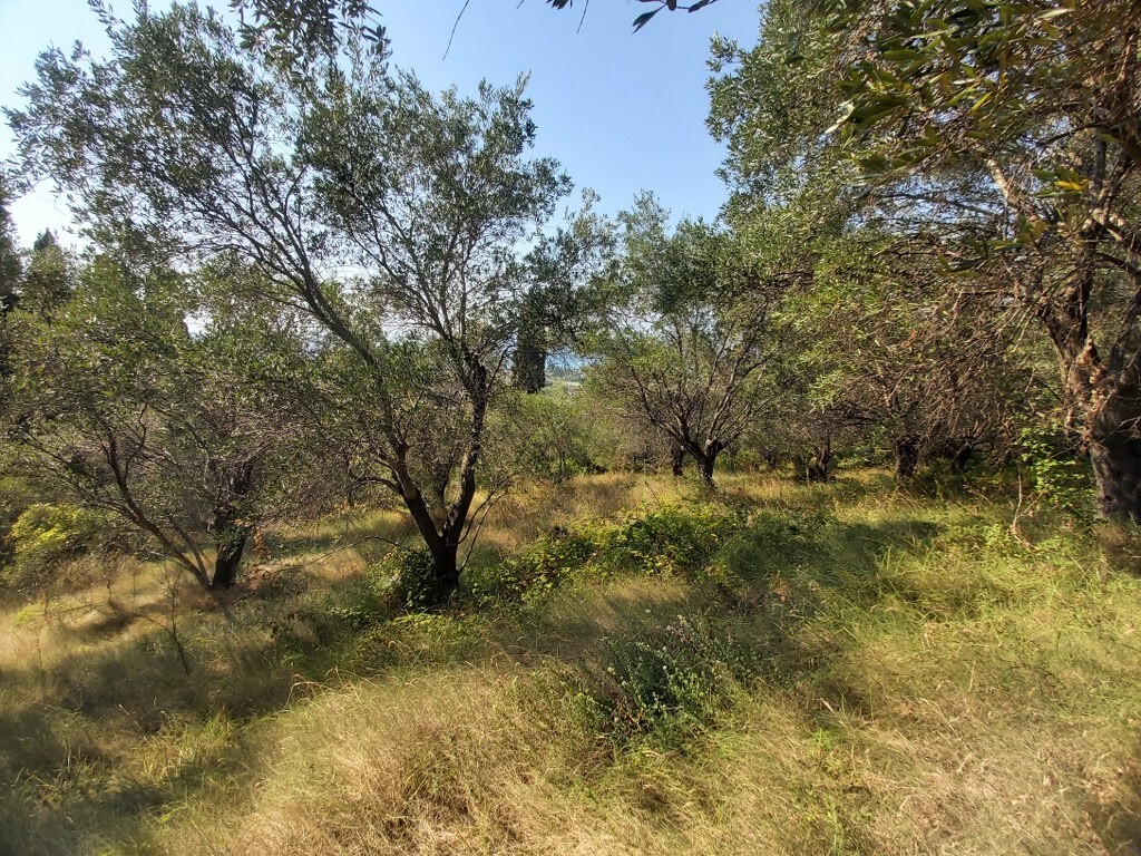 Land in Corfu, Corfu Prefecture, Greece – 50750