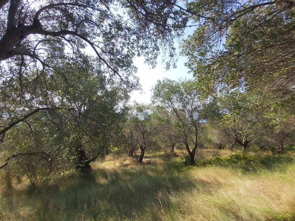 Land in Corfu, Corfu Prefecture, Greece – 50750