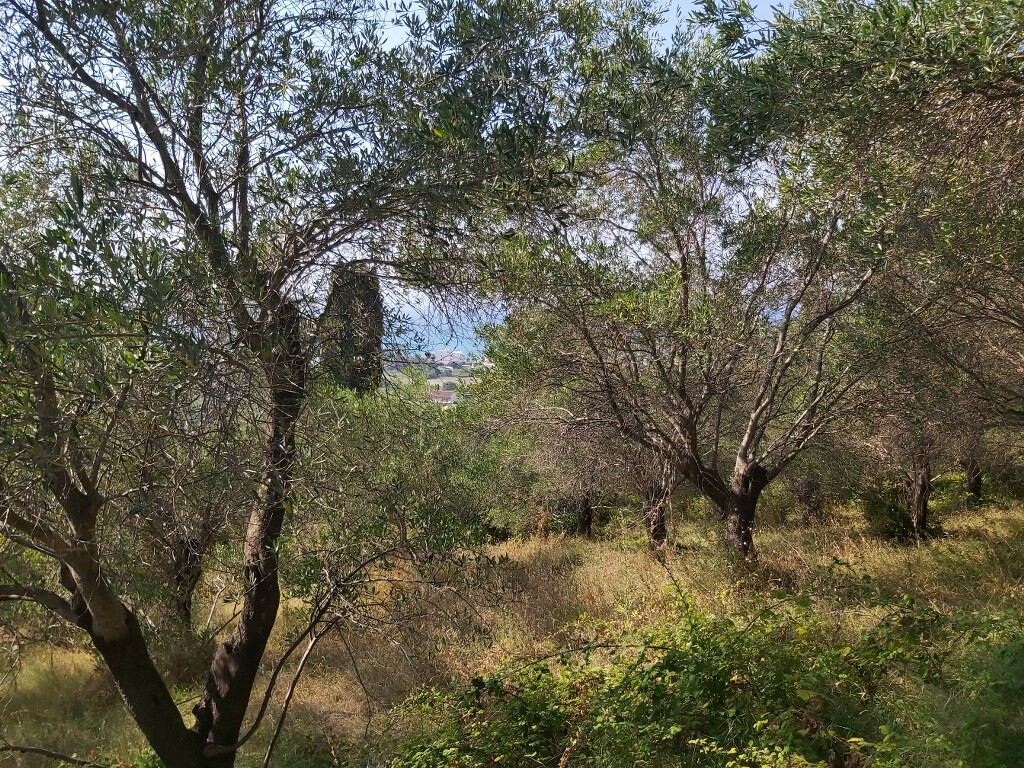 Land in Corfu, Corfu Prefecture, Greece – 50750