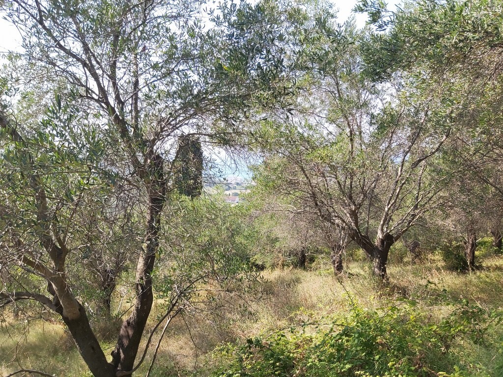 Land in Corfu, Corfu Prefecture, Greece – 50750