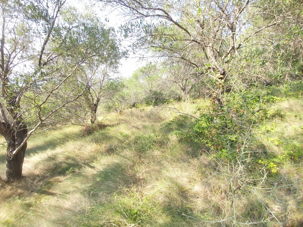 Land in Corfu, Corfu Prefecture, Greece – 50750