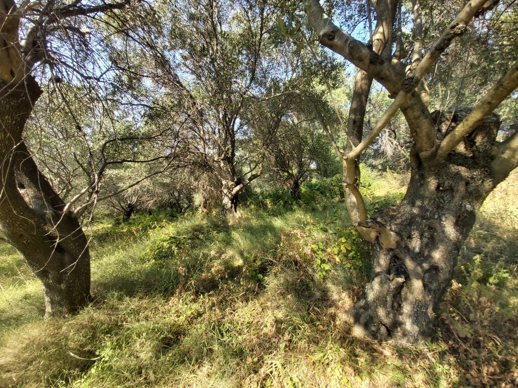 Land in Corfu, Corfu Prefecture, Greece – 50750