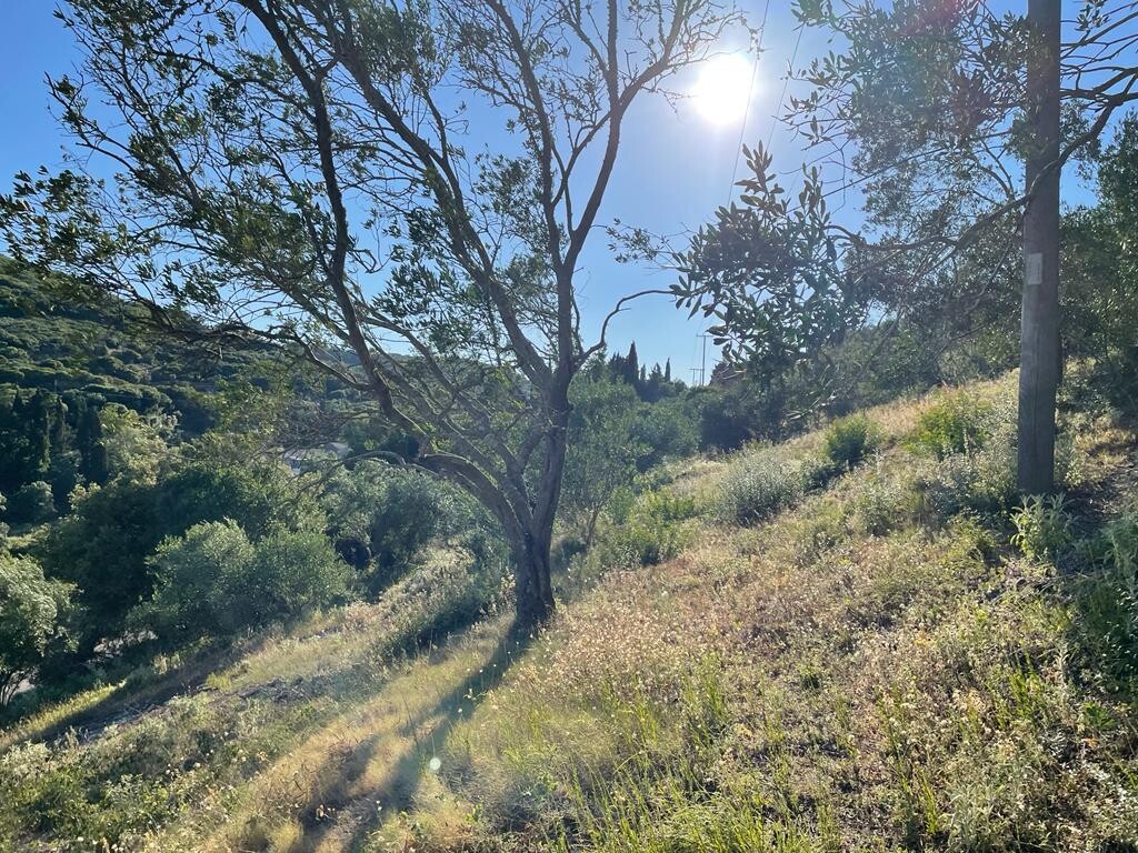 Land in Corfu, Corfu Prefecture, Greece – 50678