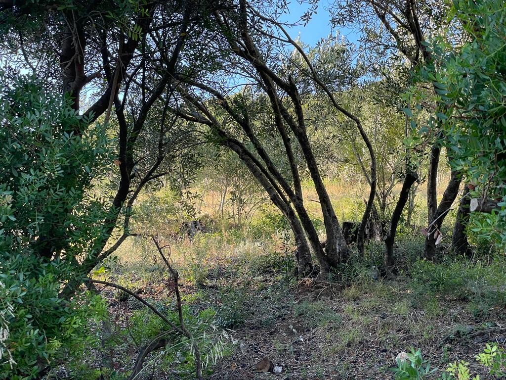 Land in Corfu, Corfu Prefecture, Greece – 50678
