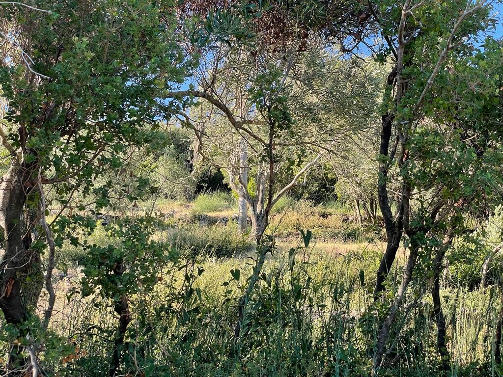 Land in Corfu, Corfu Prefecture, Greece – 50678