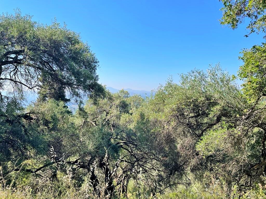 Land in Corfu, Corfu Prefecture, Greece – 50542