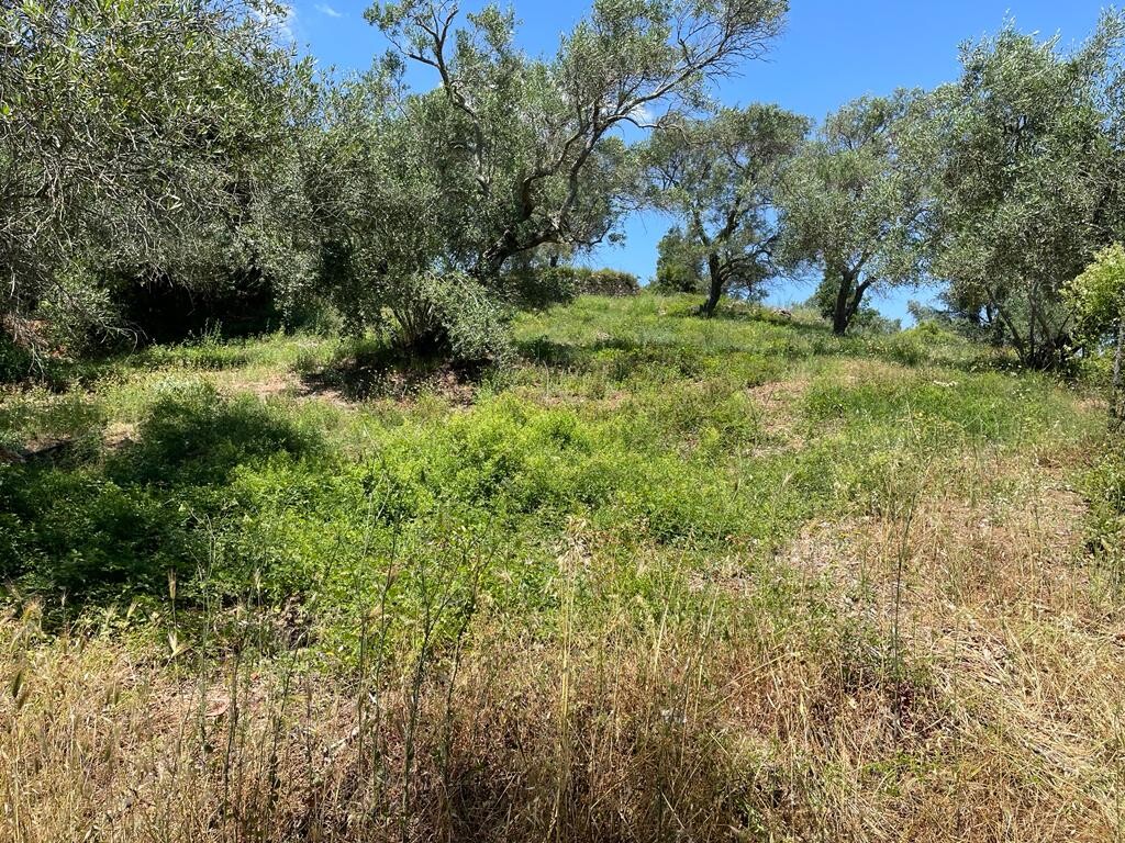 Land in Corfu, Corfu Prefecture, Greece – 50380