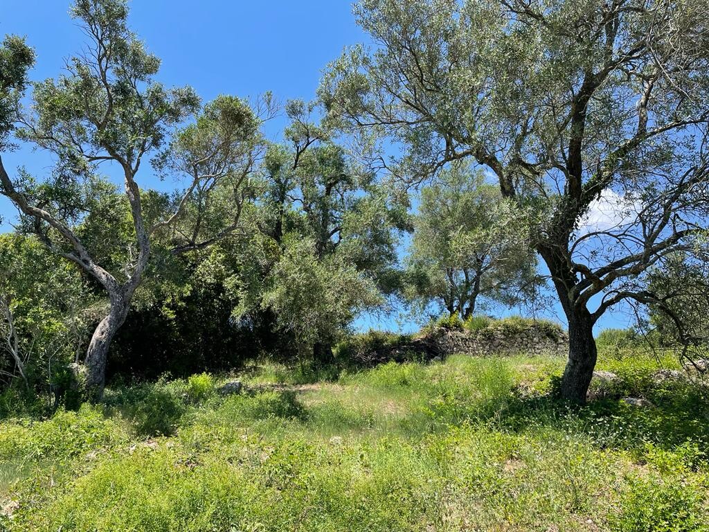 Land in Corfu, Corfu Prefecture, Greece – 50380