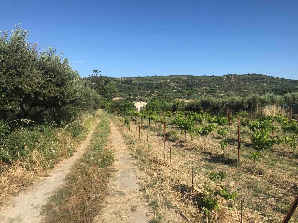 Land in Tetrachori, Heraklion Prefecture, Greece – 50374