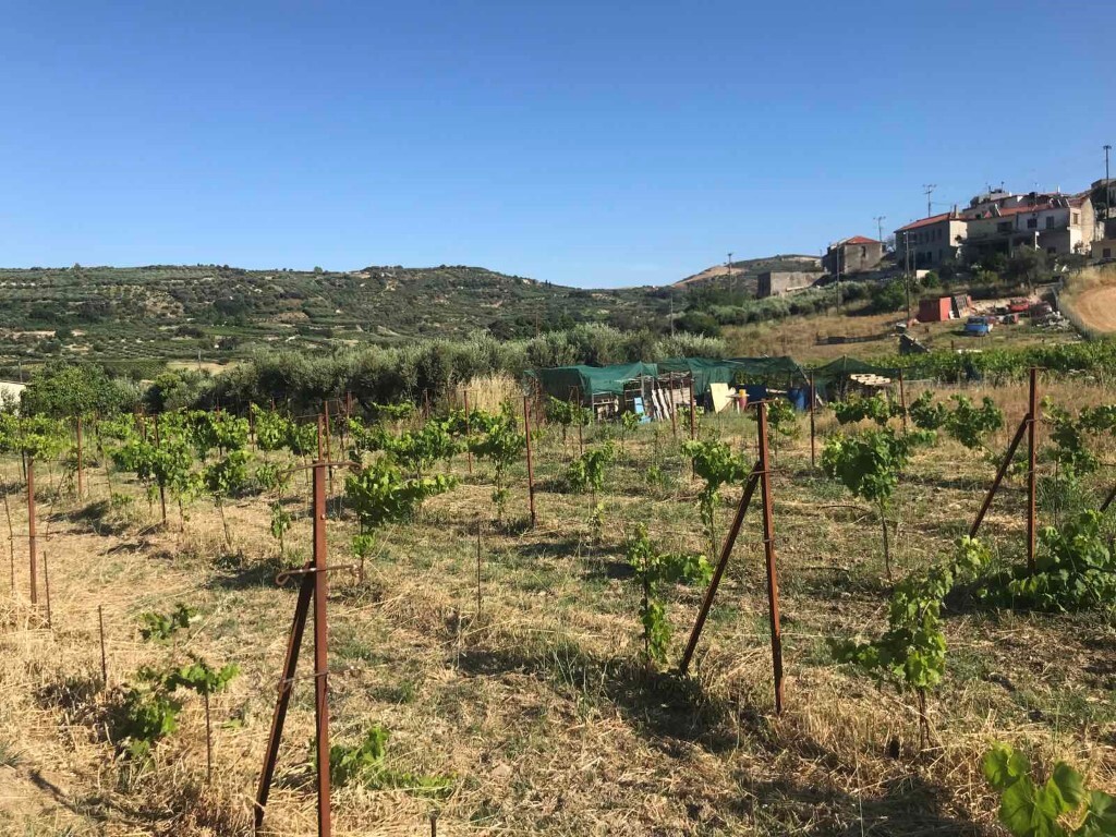 Land in Tetrachori, Heraklion Prefecture, Greece – 50374