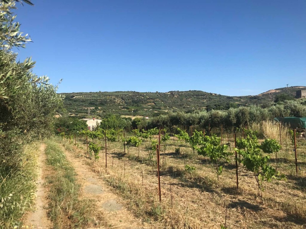 Land in Tetrachori, Heraklion Prefecture, Greece – 50374