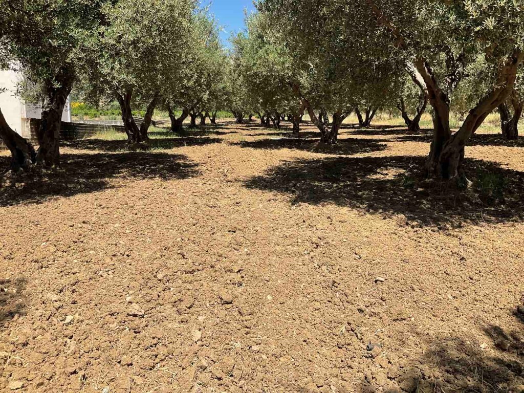 Land in Tetrachori, Heraklion Prefecture, Greece – 50361