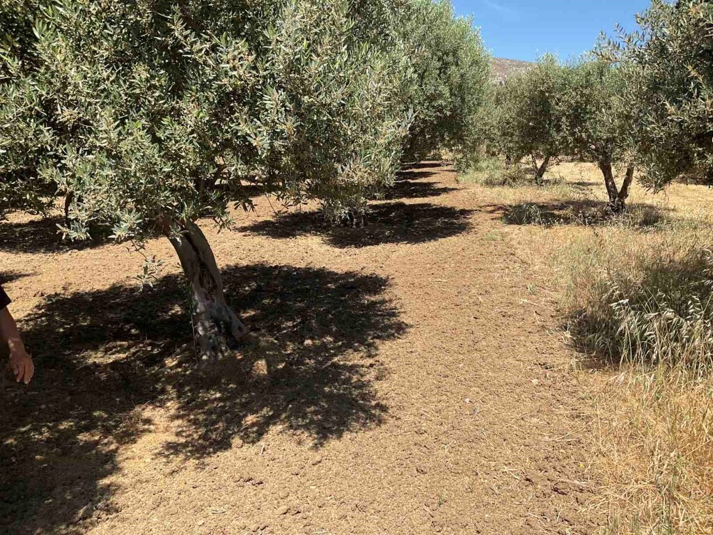 Land in Tetrachori, Heraklion Prefecture, Greece – 50361
