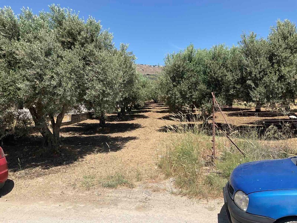 Land in Tetrachori, Heraklion Prefecture, Greece – 50361