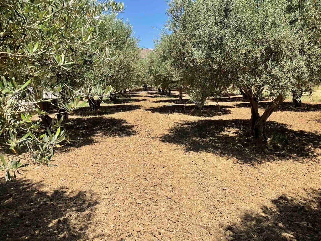 Land in Tetrachori, Heraklion Prefecture, Greece – 50361