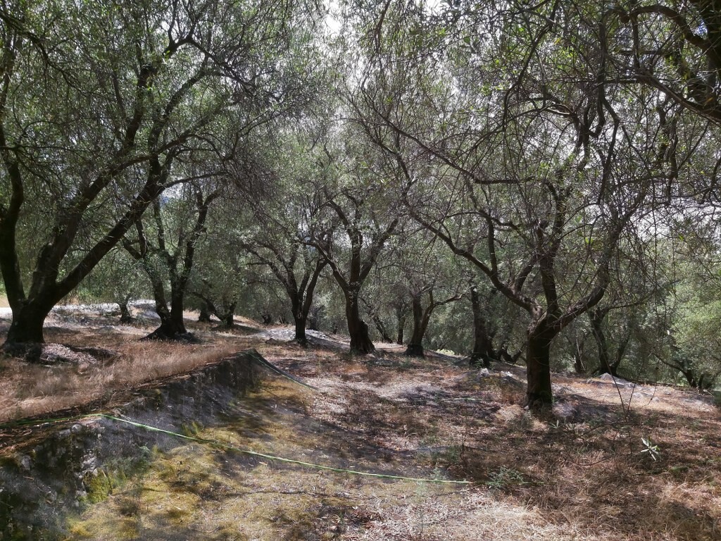 Land in Corfu, Corfu Prefecture, Greece – 50343