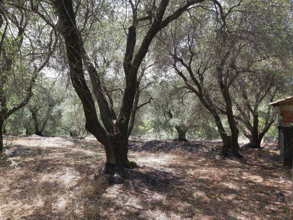 Land in Corfu, Corfu Prefecture, Greece – 50343