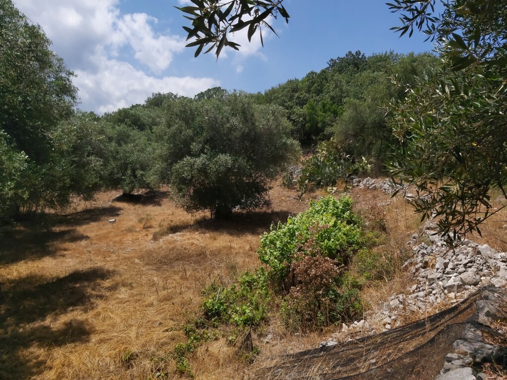 Land in Corfu, Corfu Prefecture, Greece – 50342