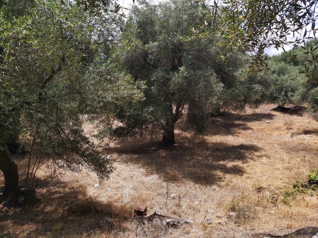 Land in Corfu, Corfu Prefecture, Greece – 50342