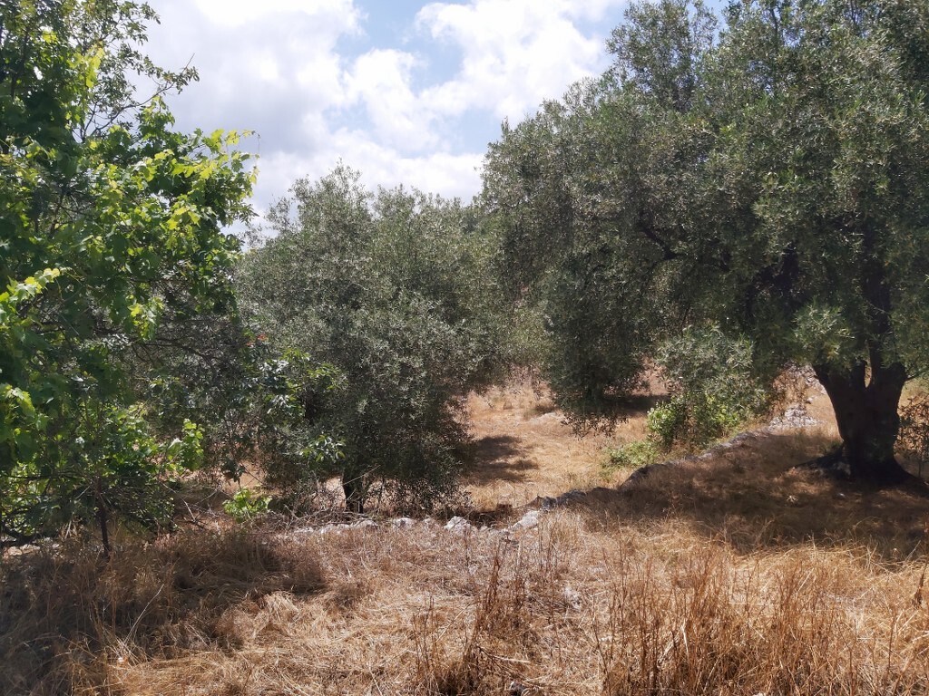 Land in Corfu, Corfu Prefecture, Greece – 50342