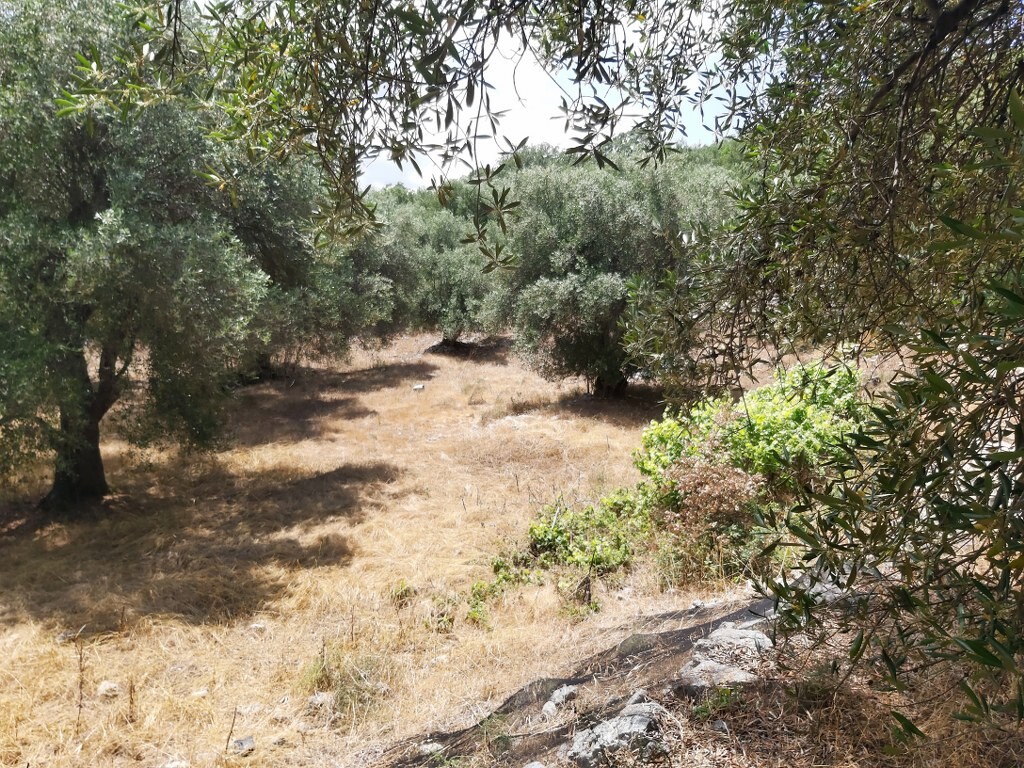Land in Corfu, Corfu Prefecture, Greece – 50342