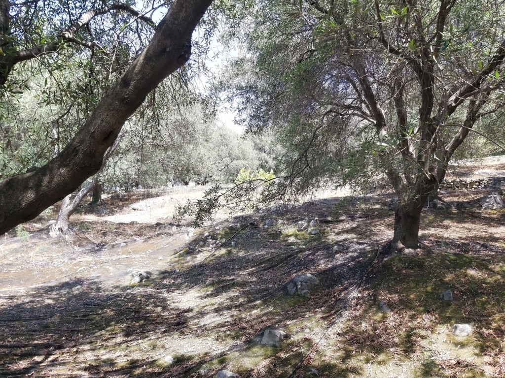 Land in Corfu, Corfu Prefecture, Greece – 50342