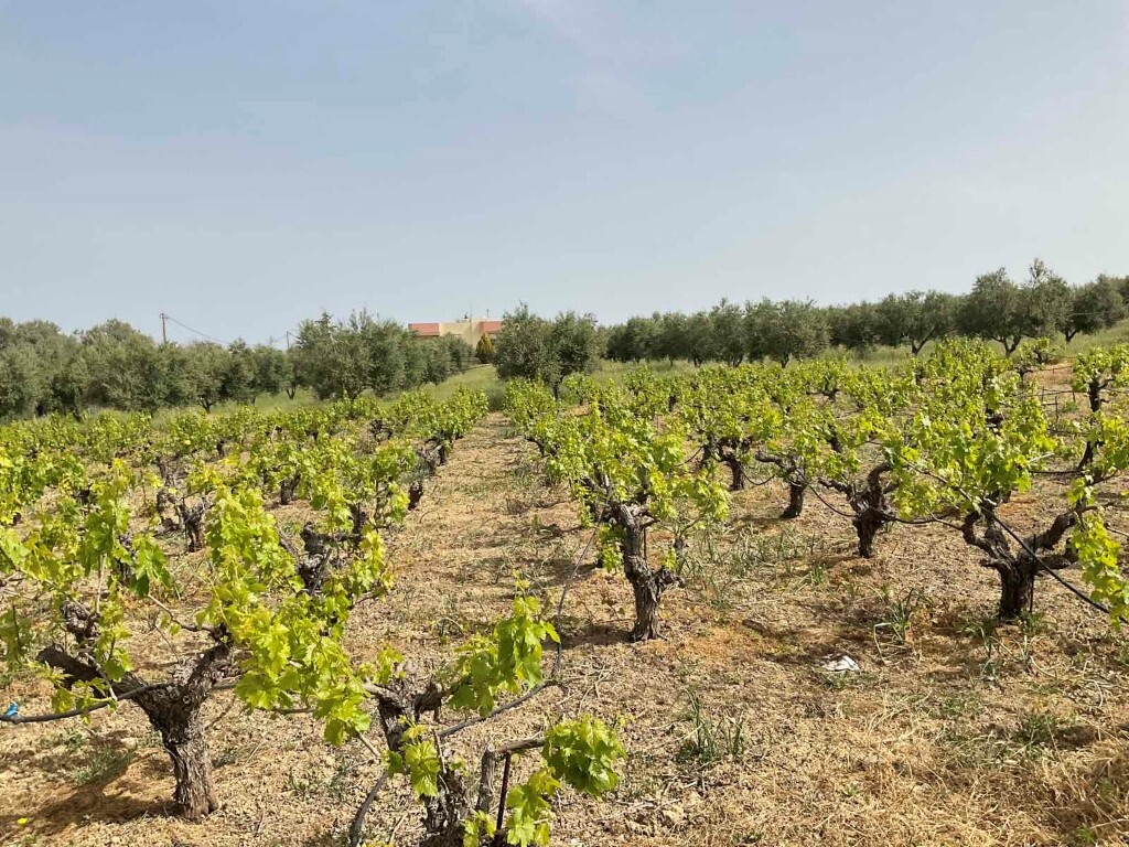 Land in Heraclion Cretes, Heraklion Prefecture, Greece – 50255