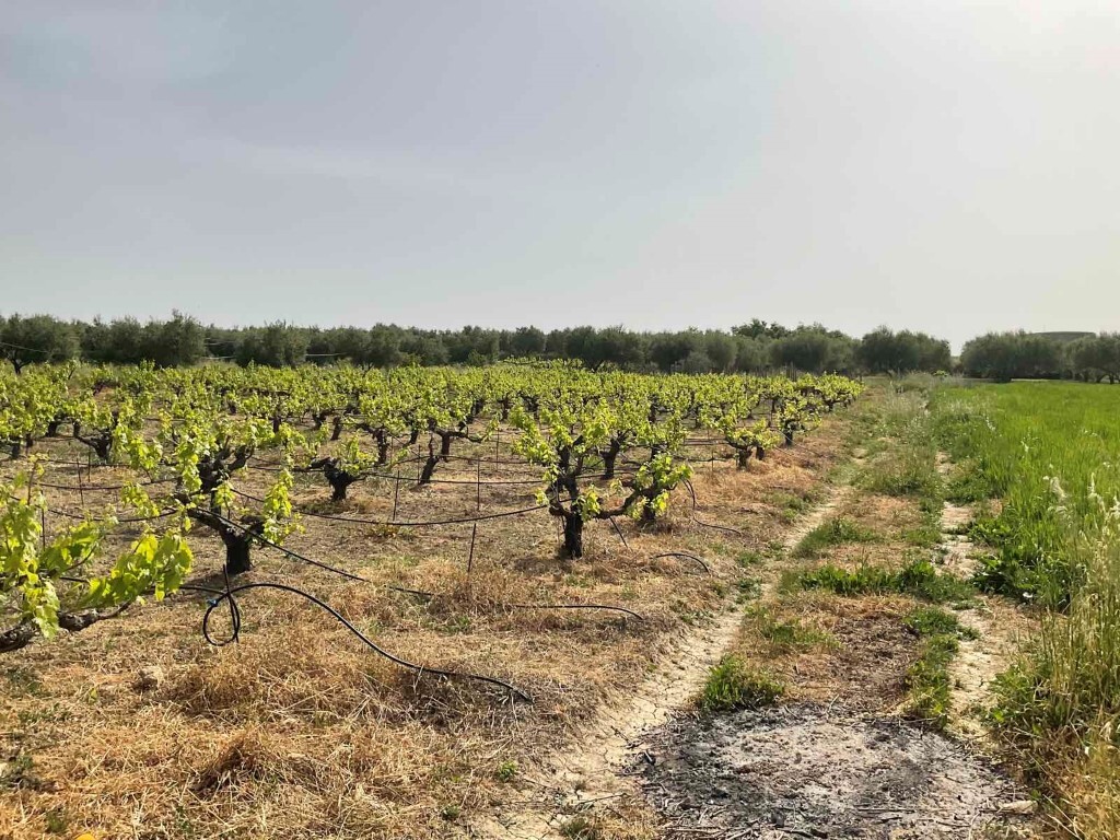Land in Heraclion Cretes, Heraklion Prefecture, Greece – 50255