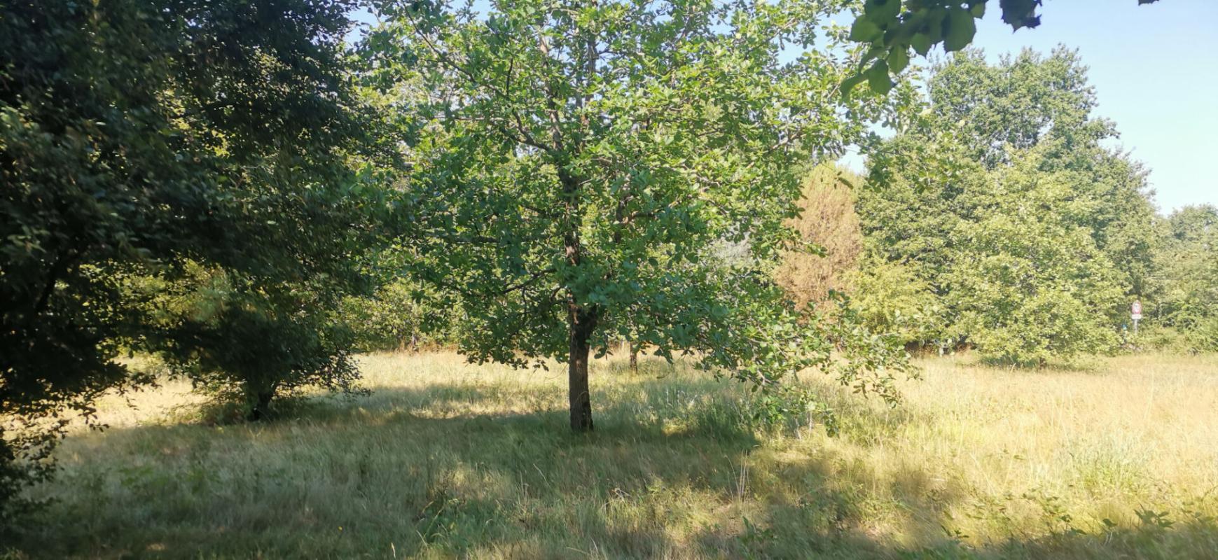 terrain a batir in Negrepelisse, Tarn-et-Garonne, France