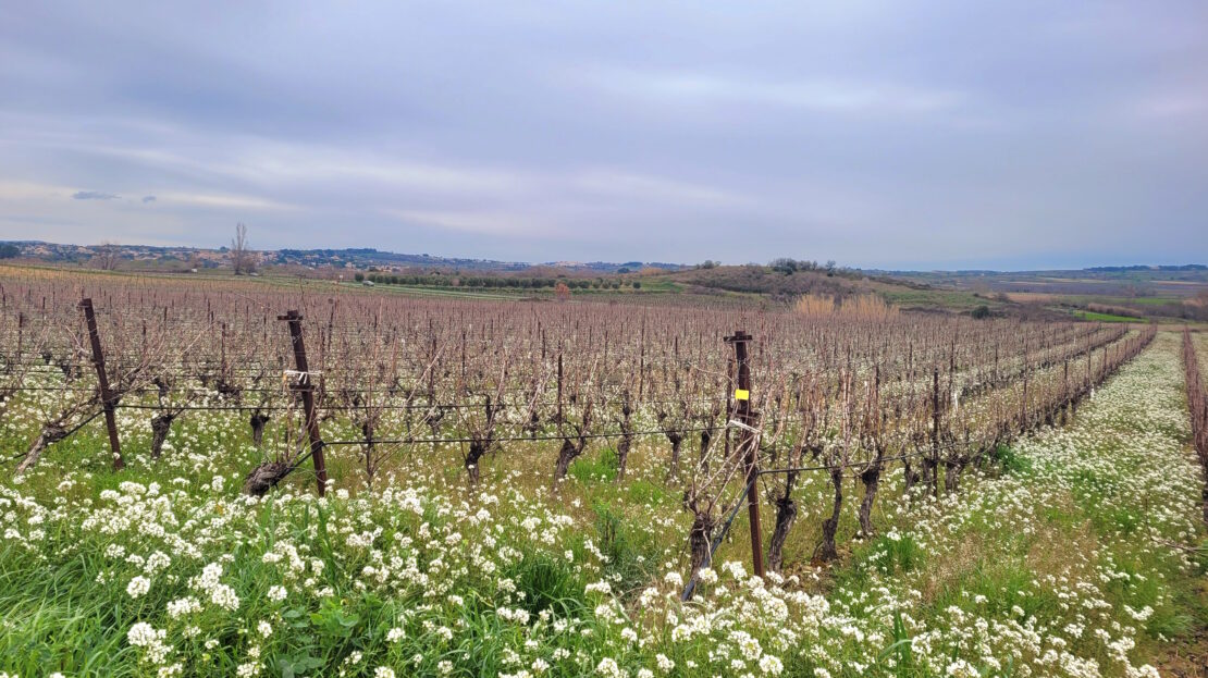 Other in Magalas, Herault, France – m137000ee