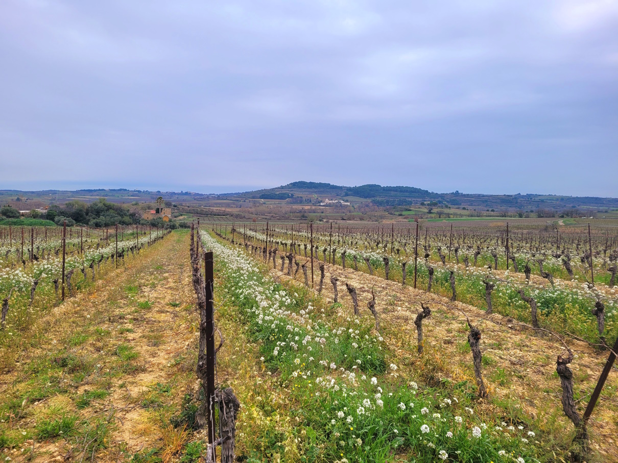 Other in Magalas, Herault, France – m137000ee