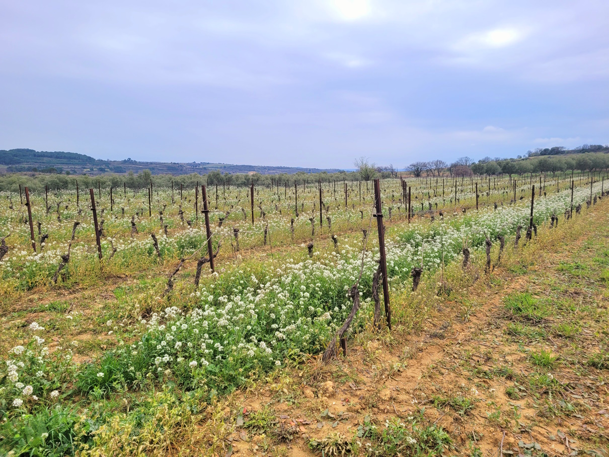 Other in Magalas, Herault, France – m137000ee