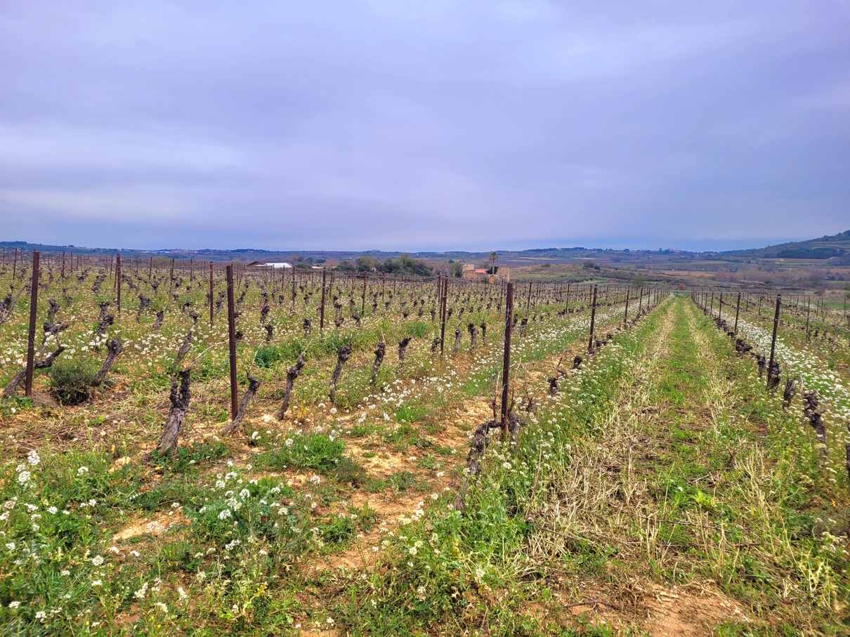 Other in Magalas, Herault, France – m137000ee