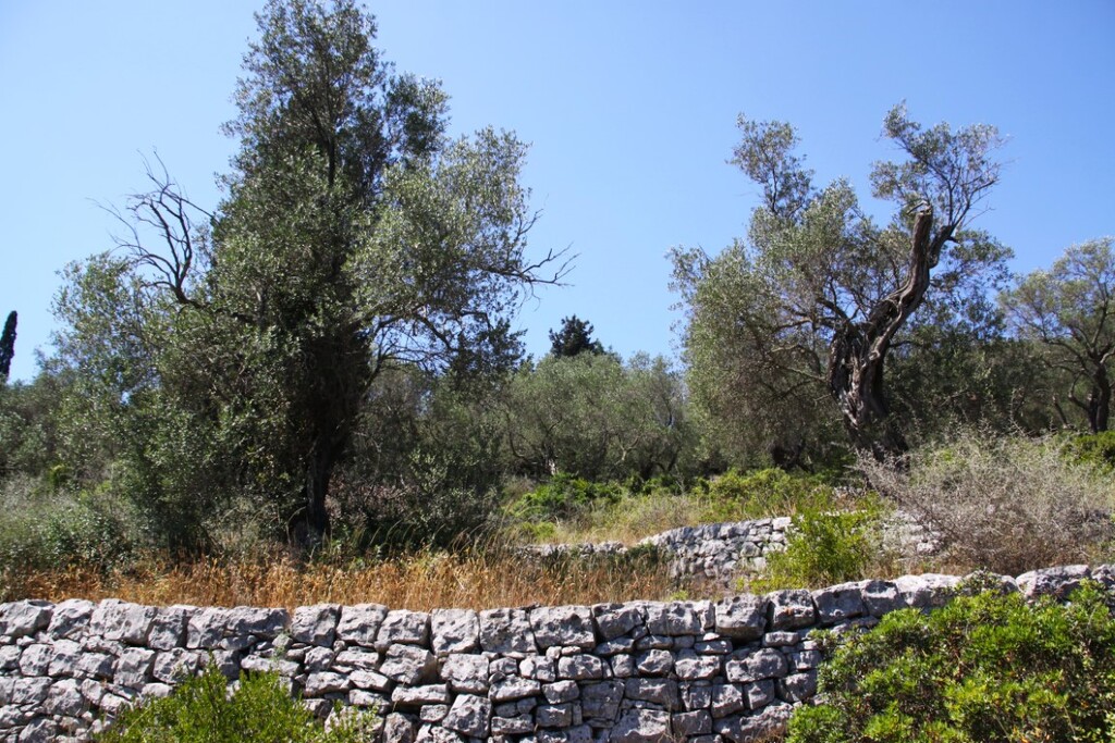 Land in Paxoi, Corfu Prefecture, Greece – 66671