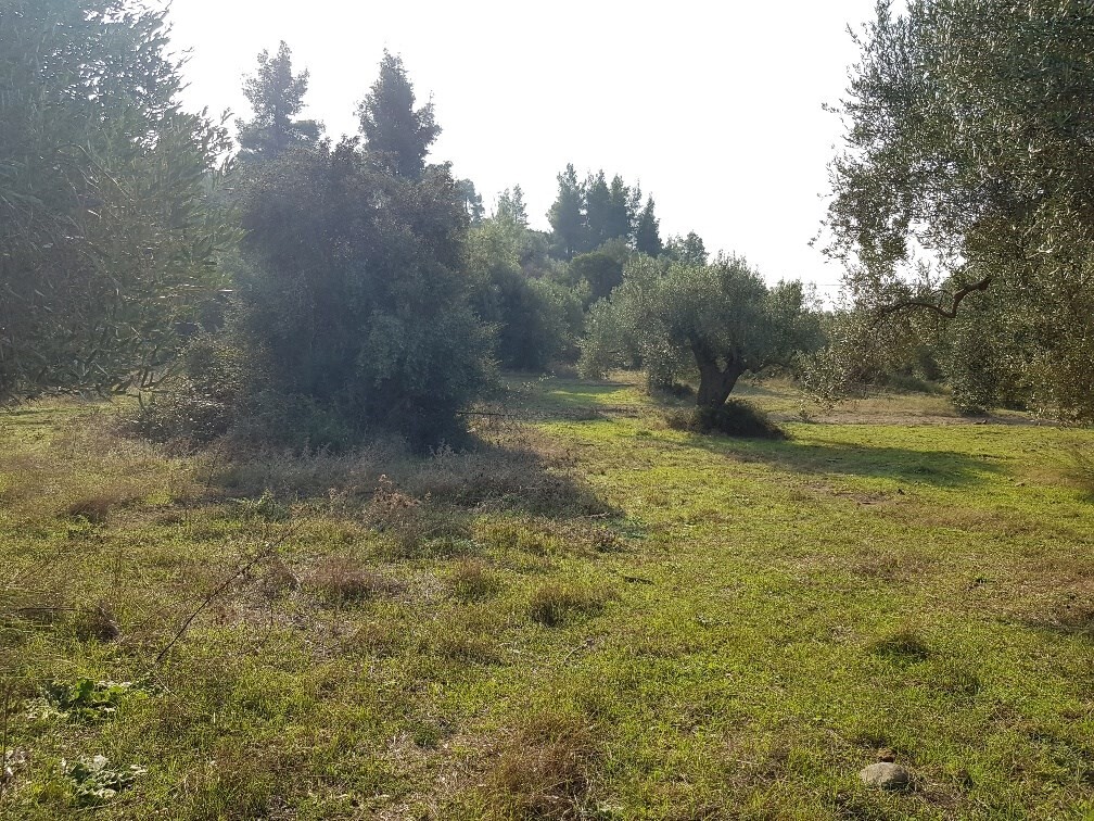 Land in Kassandra, Chalkidiki, Greece – 50152