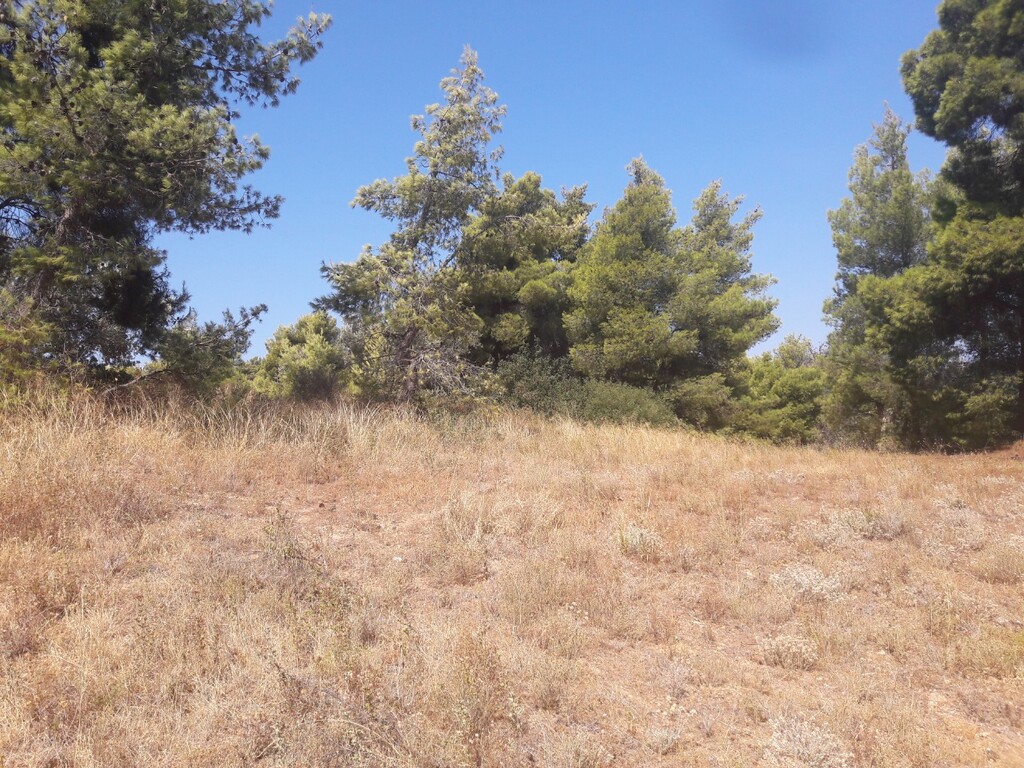 Land in Kalamos, Rest Of Attica, Greece – 50144