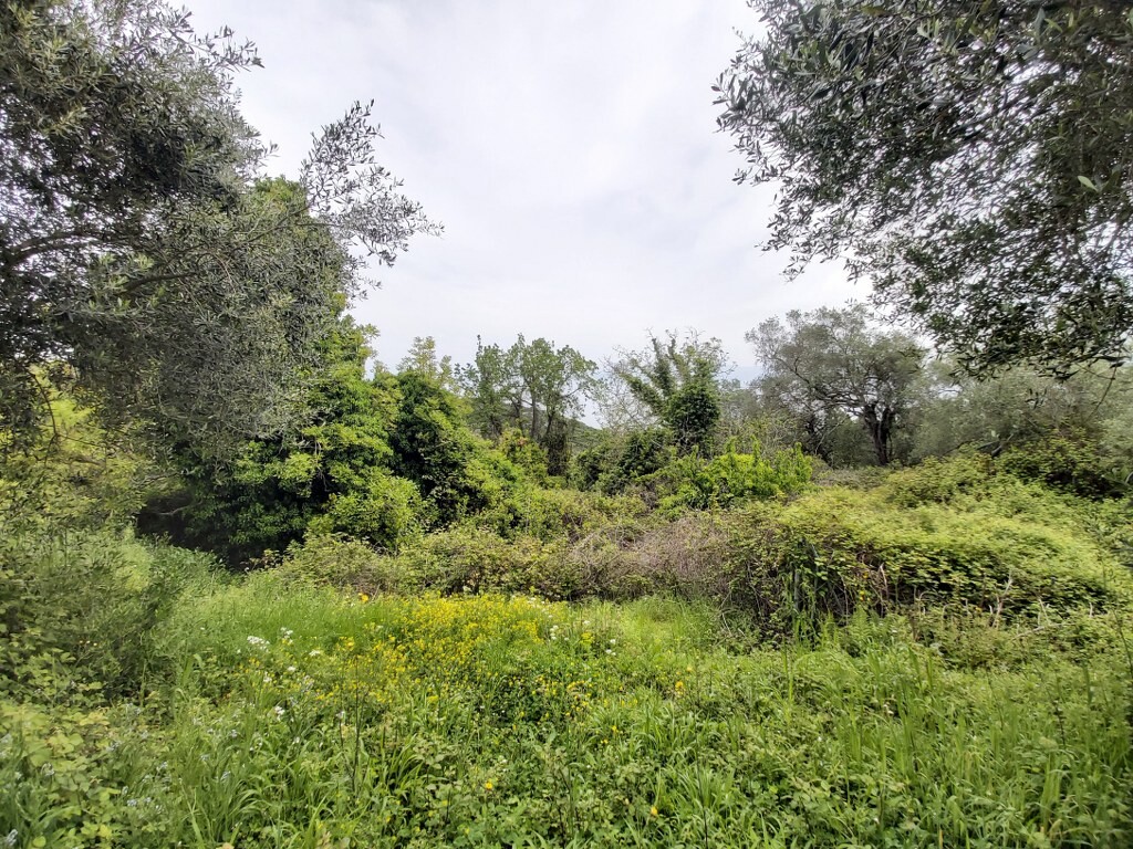 Land in Corfu, Corfu Prefecture, Greece – 50094