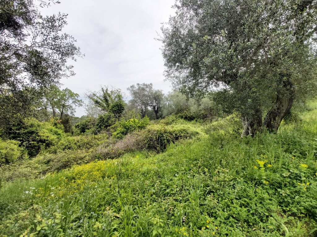 Land in Corfu, Corfu Prefecture, Greece – 50094