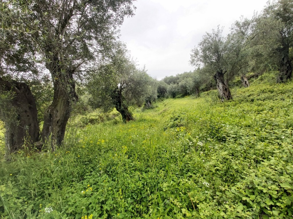 Land in Corfu, Corfu Prefecture, Greece – 50094