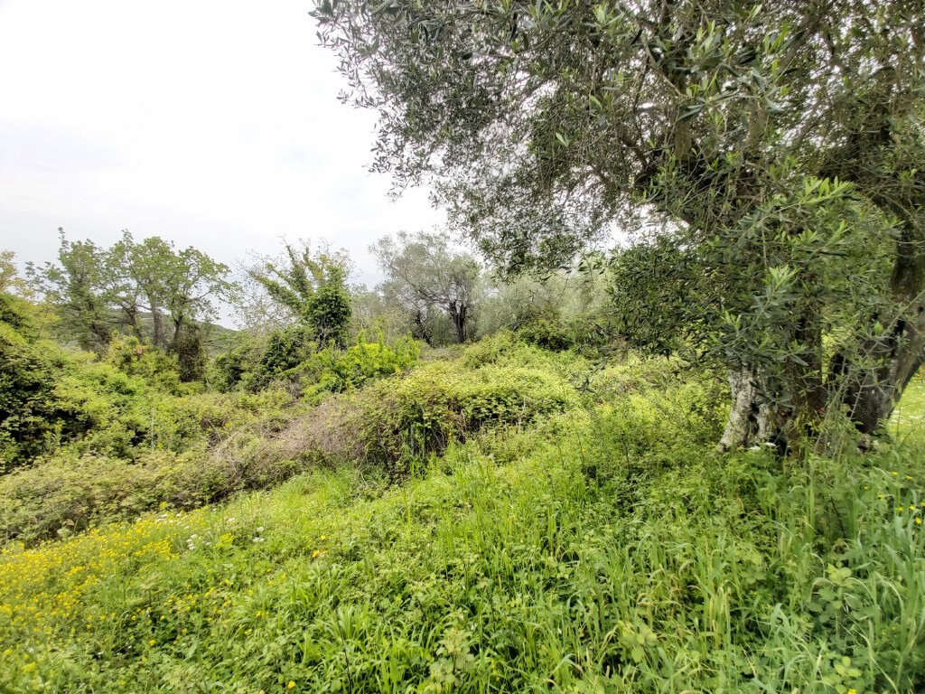 Land in Corfu, Corfu Prefecture, Greece – 50094