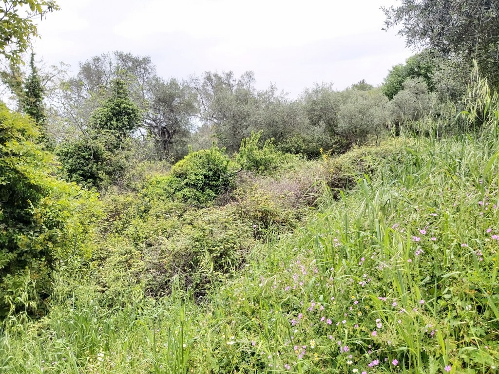 Land in Corfu, Corfu Prefecture, Greece – 50094