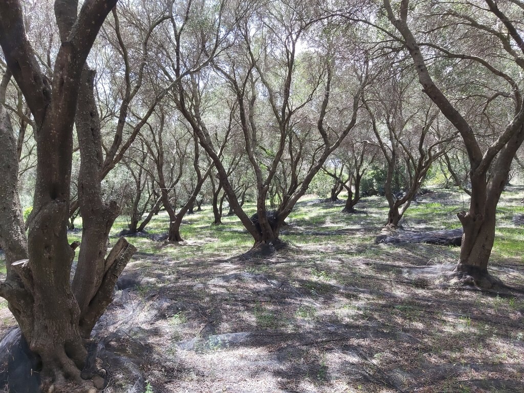 Land in Corfu, Corfu Prefecture, Greece – 50085