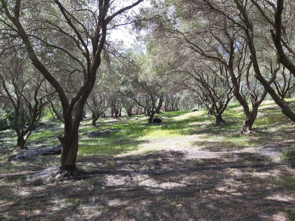 Land in Corfu, Corfu Prefecture, Greece – 50085