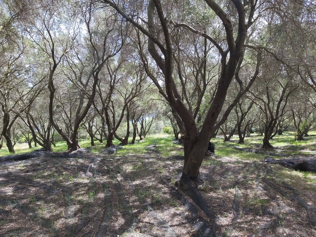 Land in Corfu, Corfu Prefecture, Greece – 50085