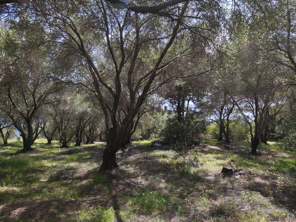 Land in Corfu, Corfu Prefecture, Greece – 50085