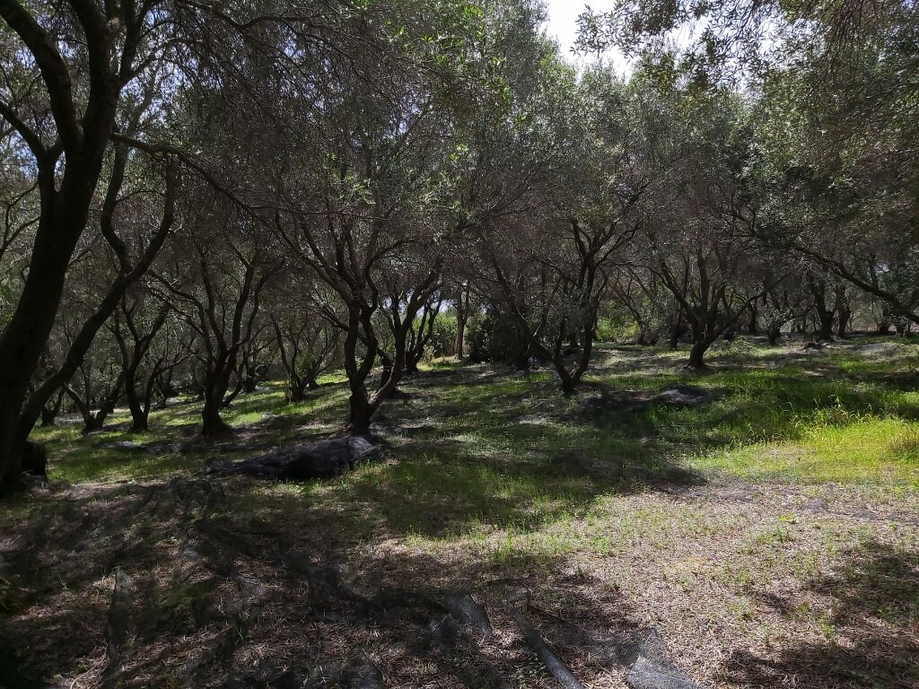 Land in Corfu, Corfu Prefecture, Greece – 50085