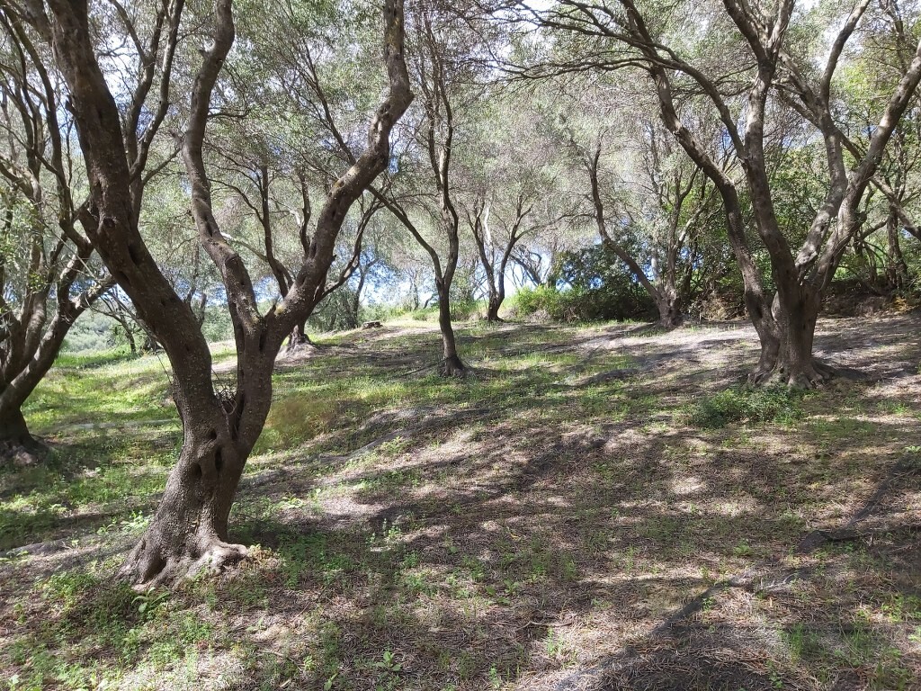 Land in Corfu, Corfu Prefecture, Greece – 50085