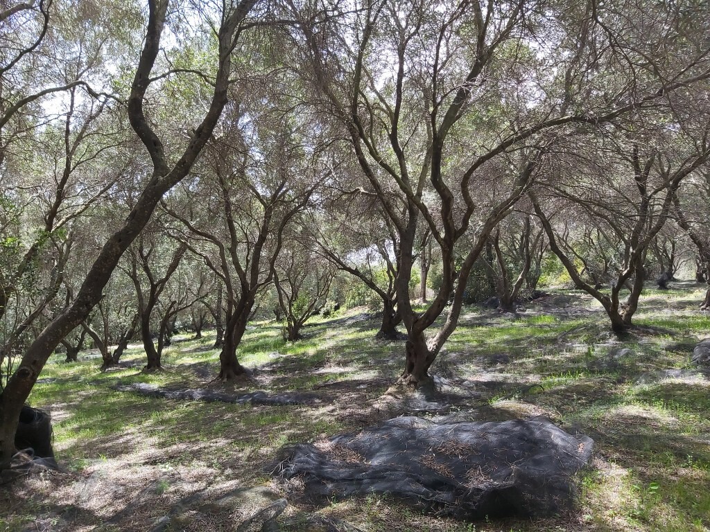 Land in Corfu, Corfu Prefecture, Greece – 50085