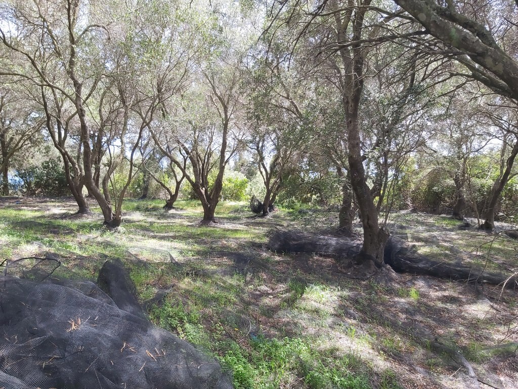 Land in Corfu, Corfu Prefecture, Greece – 50085