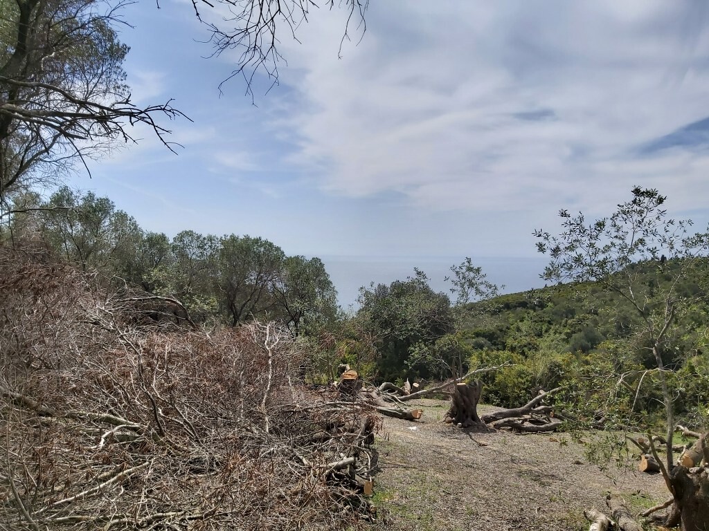 Land in Corfu, Corfu Prefecture, Greece – 50085